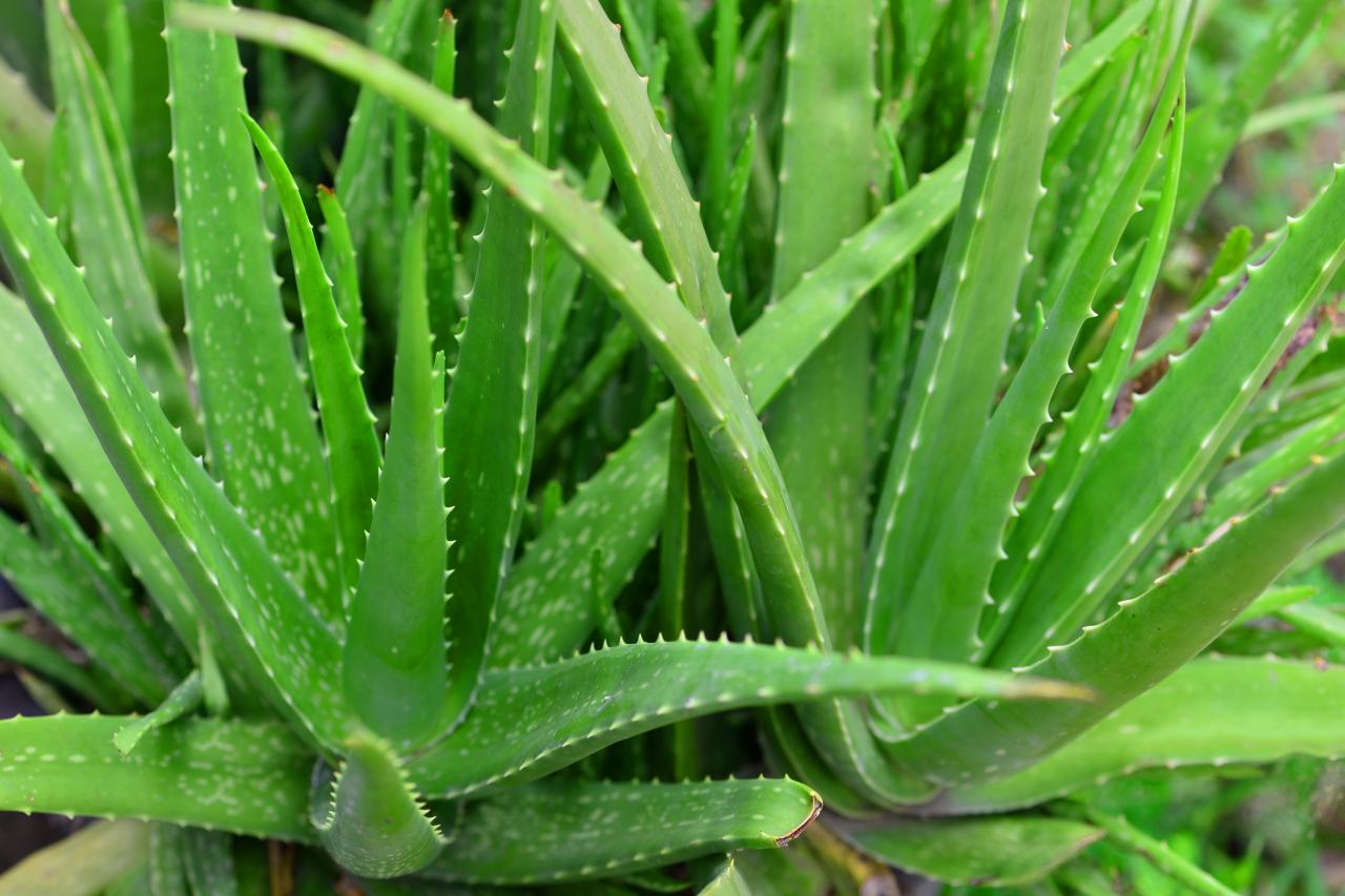 Those who use aloe vera should pay attention to these things